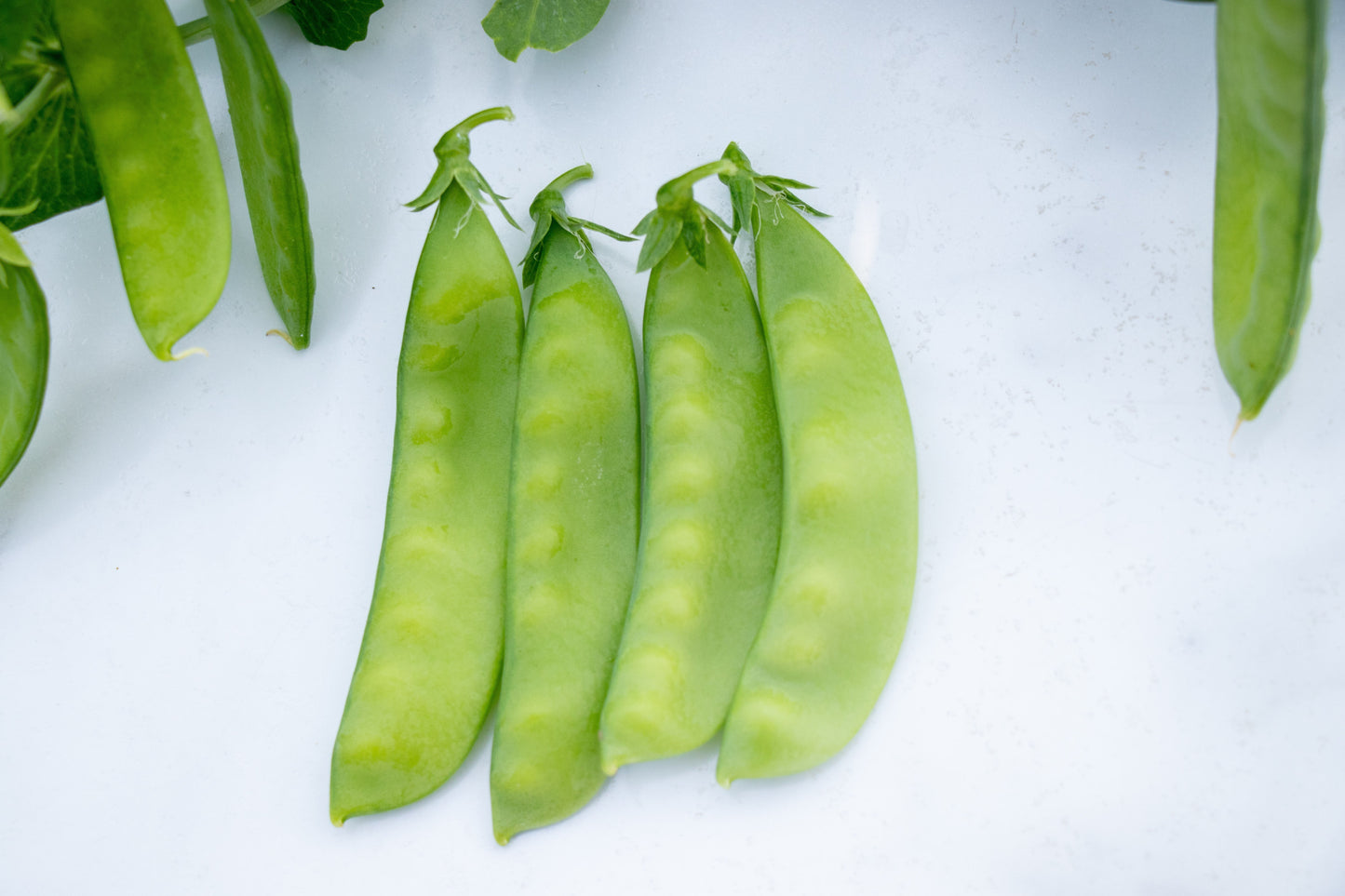 Oregon Snow Peas Organic Seed – High-Yield Flavorful Pods for Garden Enthusiasts 2