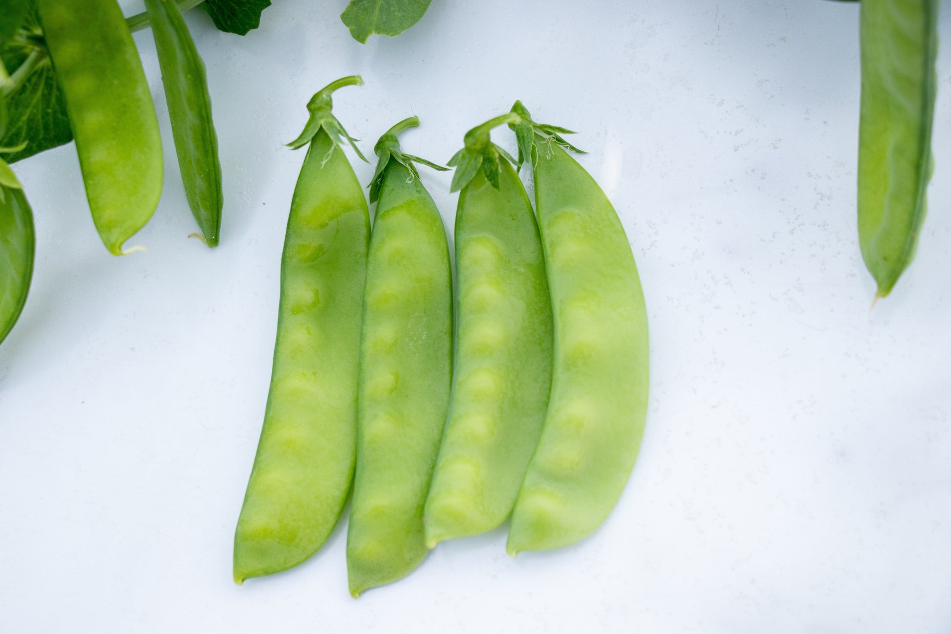 Oregon Snow Peas Organic Seed – High-Yield Flavorful Pods for Garden Enthusiasts 2