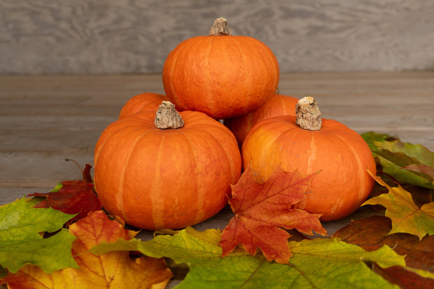 Oriana Mini Kabocha Squash – High Yielding Variety for Small Spaces with Sweet, Dry Flesh 0