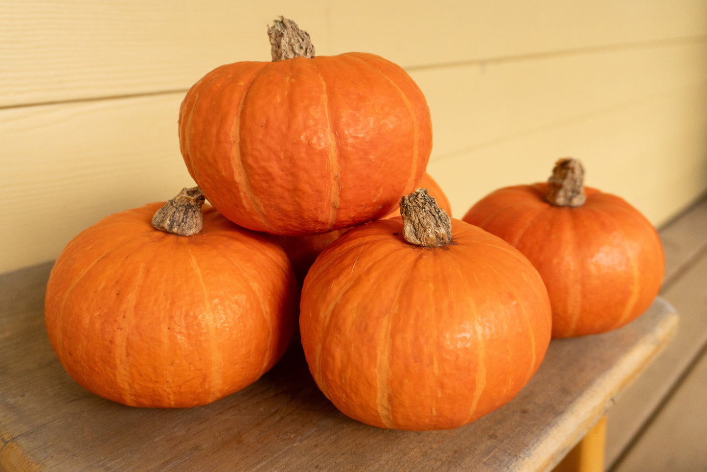 Oriana Mini Kabocha Squash – High Yielding Variety for Small Spaces with Sweet, Dry Flesh 1