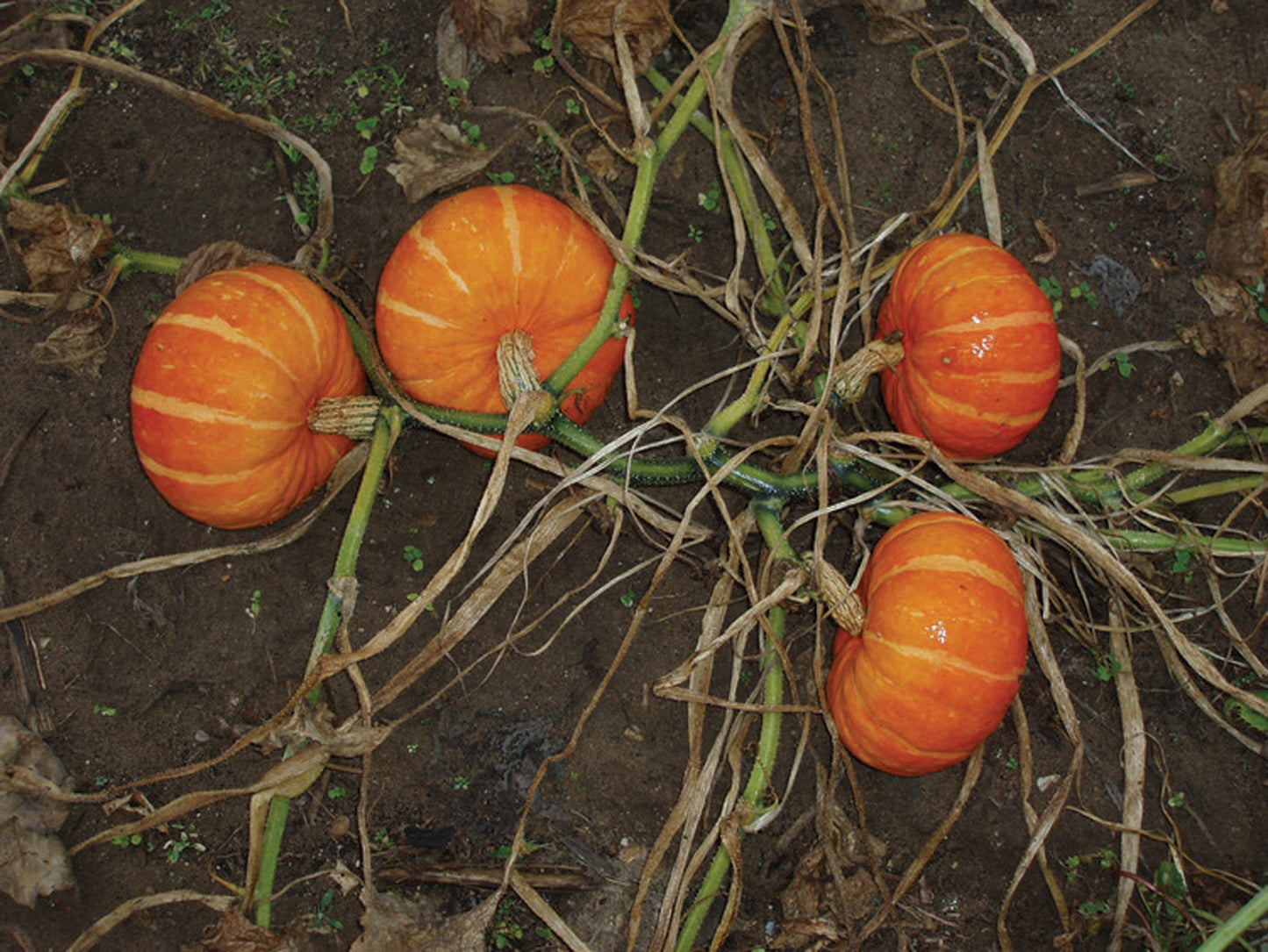 Oriana Mini Kabocha Squash – High Yielding Variety for Small Spaces with Sweet, Dry Flesh 2