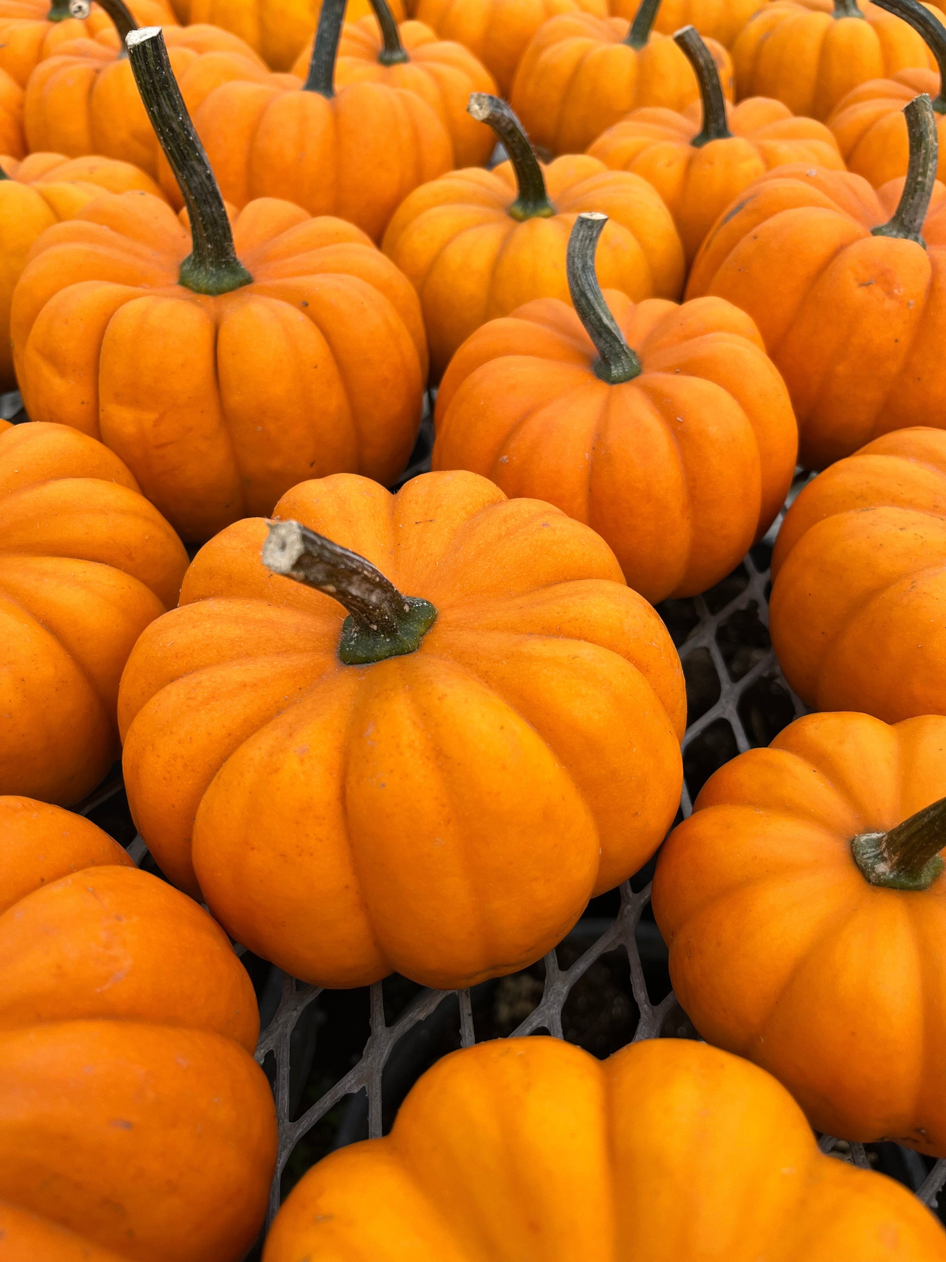 Oriana Mini Ribbed Orange Pumpkins – Charming Outdoor Pumpkin Decor for Fall Displays 0