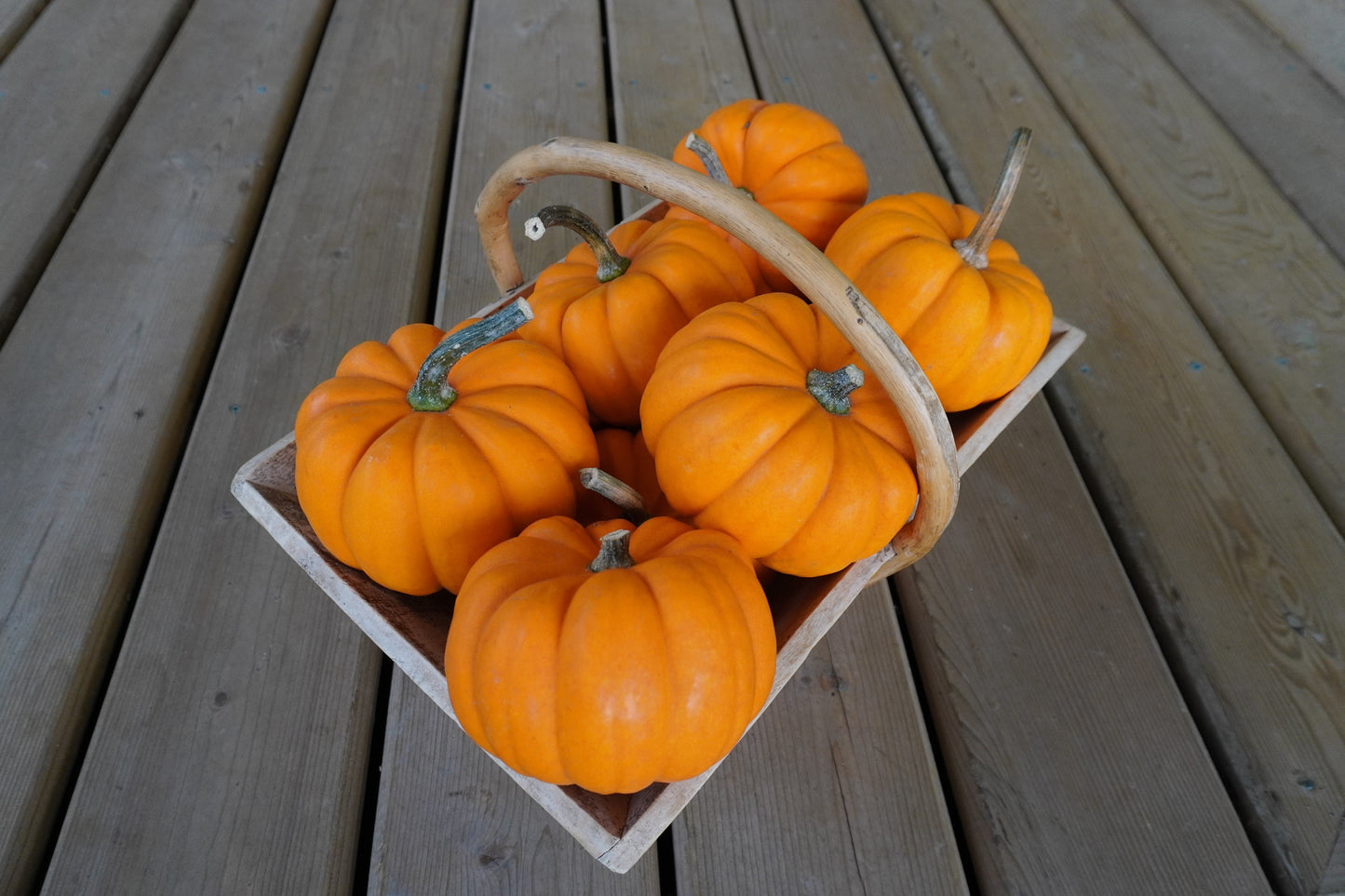 Oriana Mini Ribbed Orange Pumpkins – Charming Outdoor Pumpkin Decor for Fall Displays 2