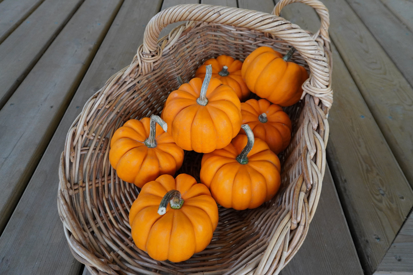 Oriana Mini Ribbed Orange Pumpkins – Charming Outdoor Pumpkin Decor for Fall Displays 3