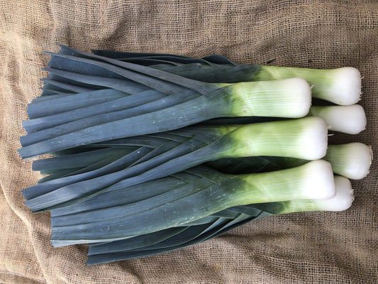 Oslo F1 Organic Leek – Ideal Late Season Harvest for Commercial Growers 0