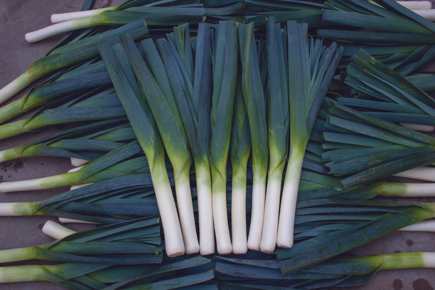 Oslo F1 Organic Leek – Ideal Late Season Harvest for Commercial Growers 1