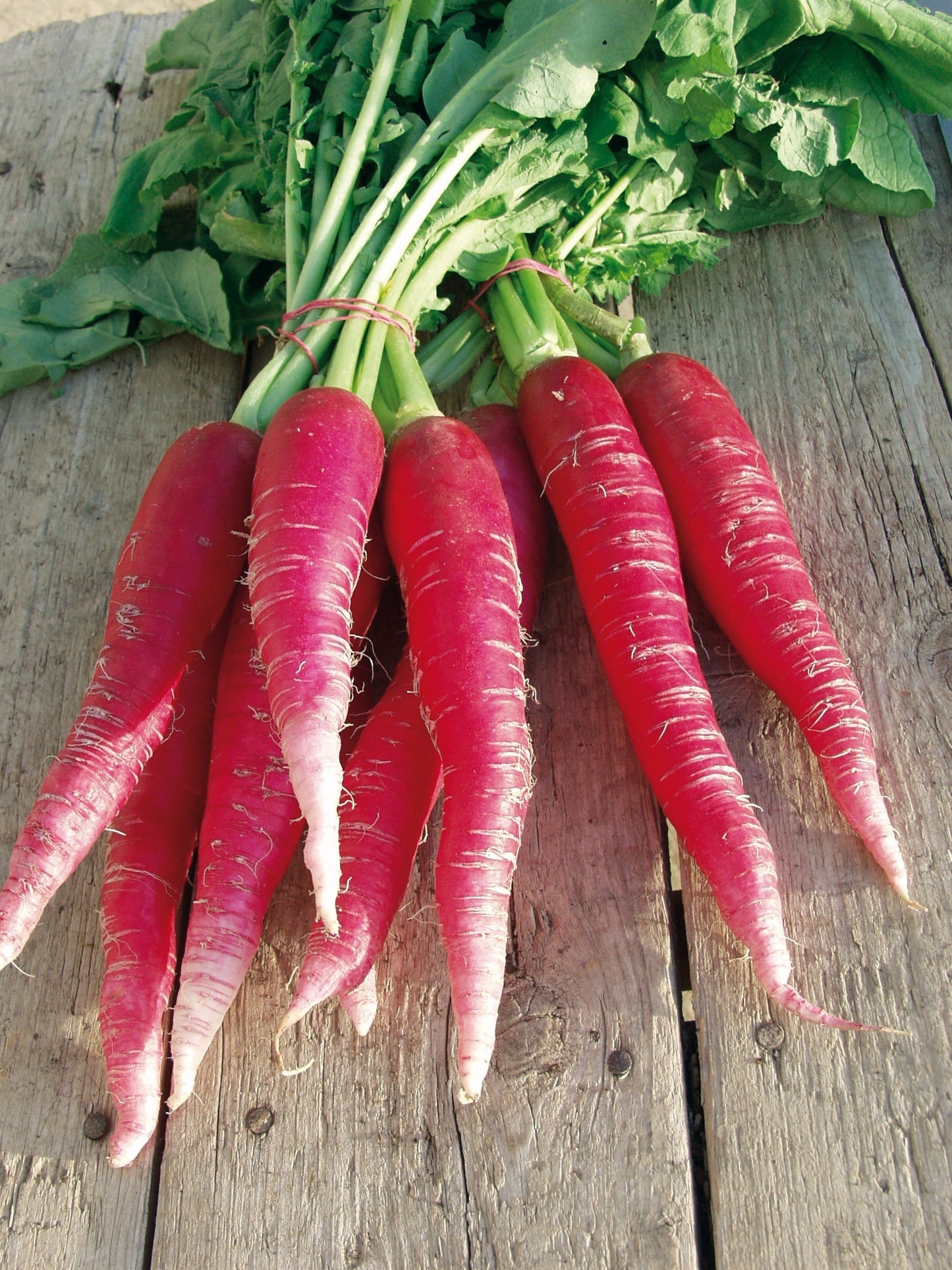 Ostergruss Rosa 2 Organic Heirloom Radish – Sweet Flavor and Crisp Texture for Fresh Salads 0