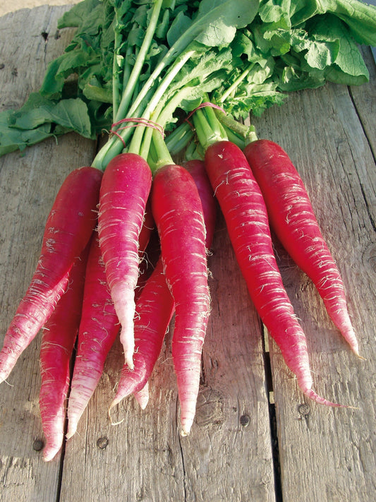 Ostergruss Rosa 2 Organic Heirloom Radish – Sweet Flavor and Crisp Texture for Fresh Salads 0