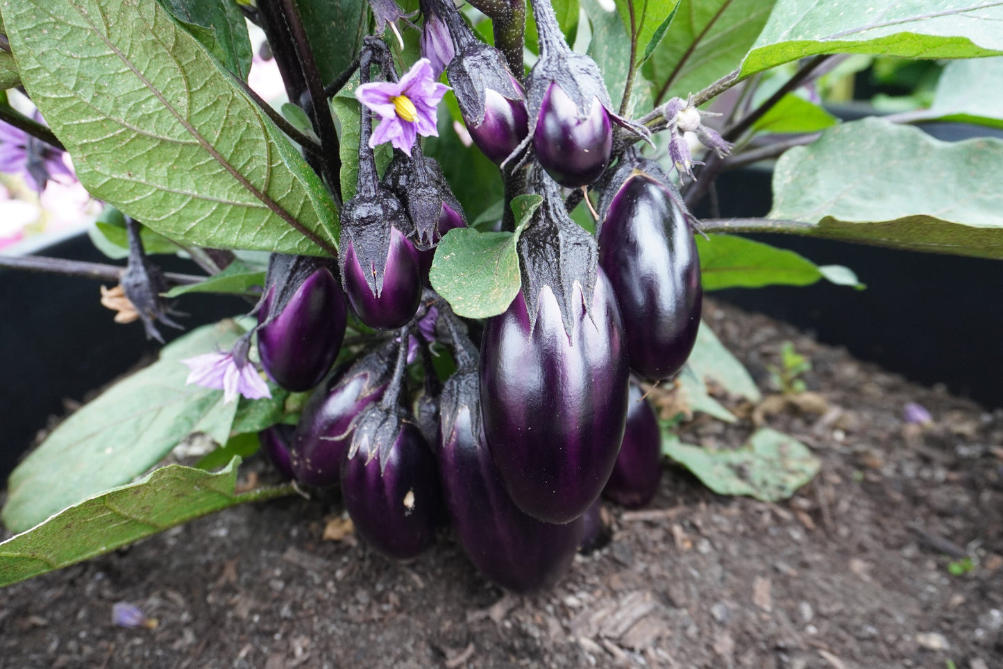 Pablo Urban Gardeners Mini Eggplant – Compact Container Plant with Vibrant Purple Flowers 0