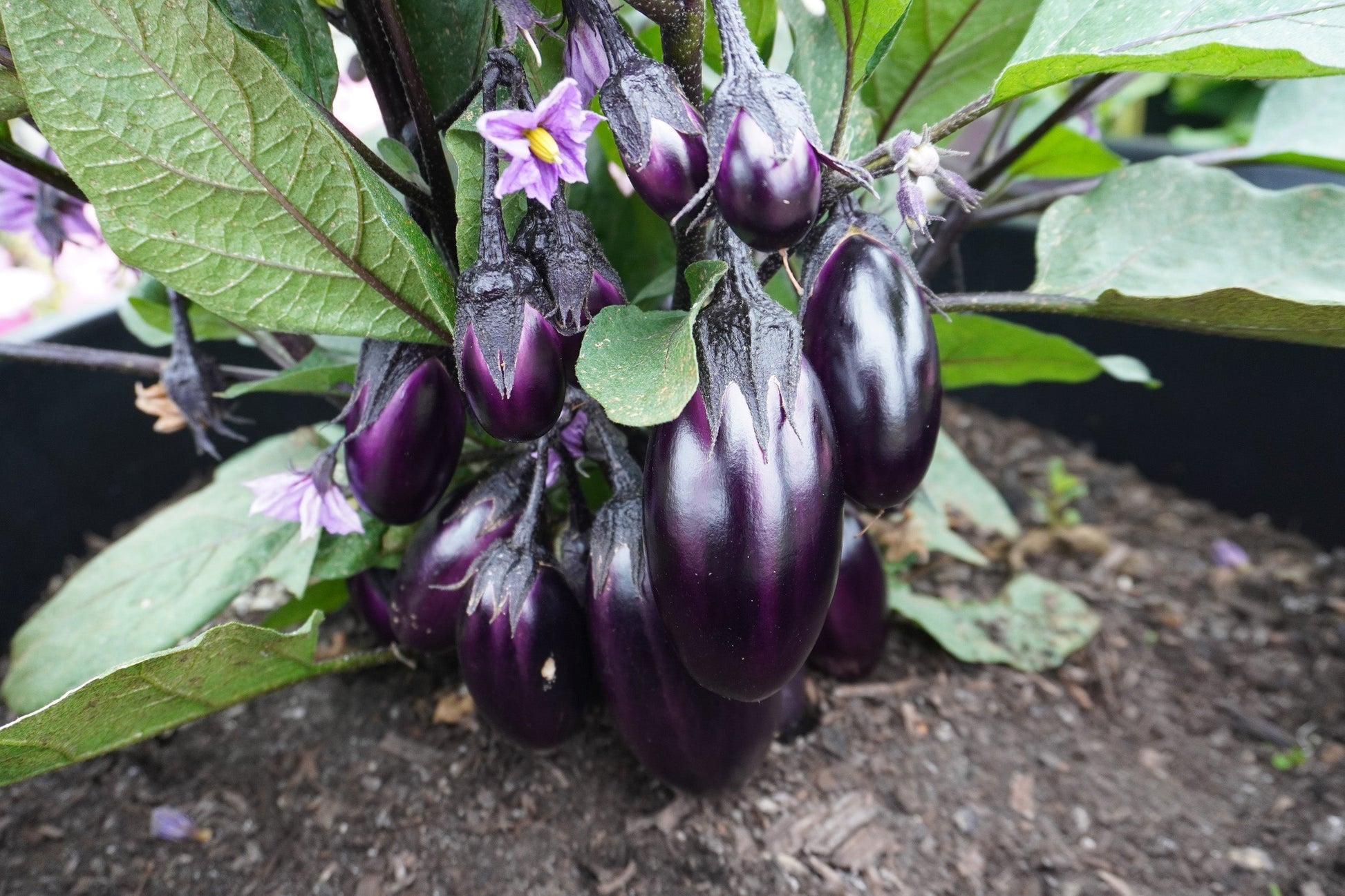 Pablo Urban Gardeners Mini Eggplant – Compact Container Plant with Vibrant Purple Flowers 0
