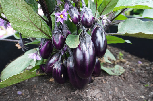 Pablo Urban Gardeners Mini Eggplant – Compact Container Plant with Vibrant Purple Flowers 0