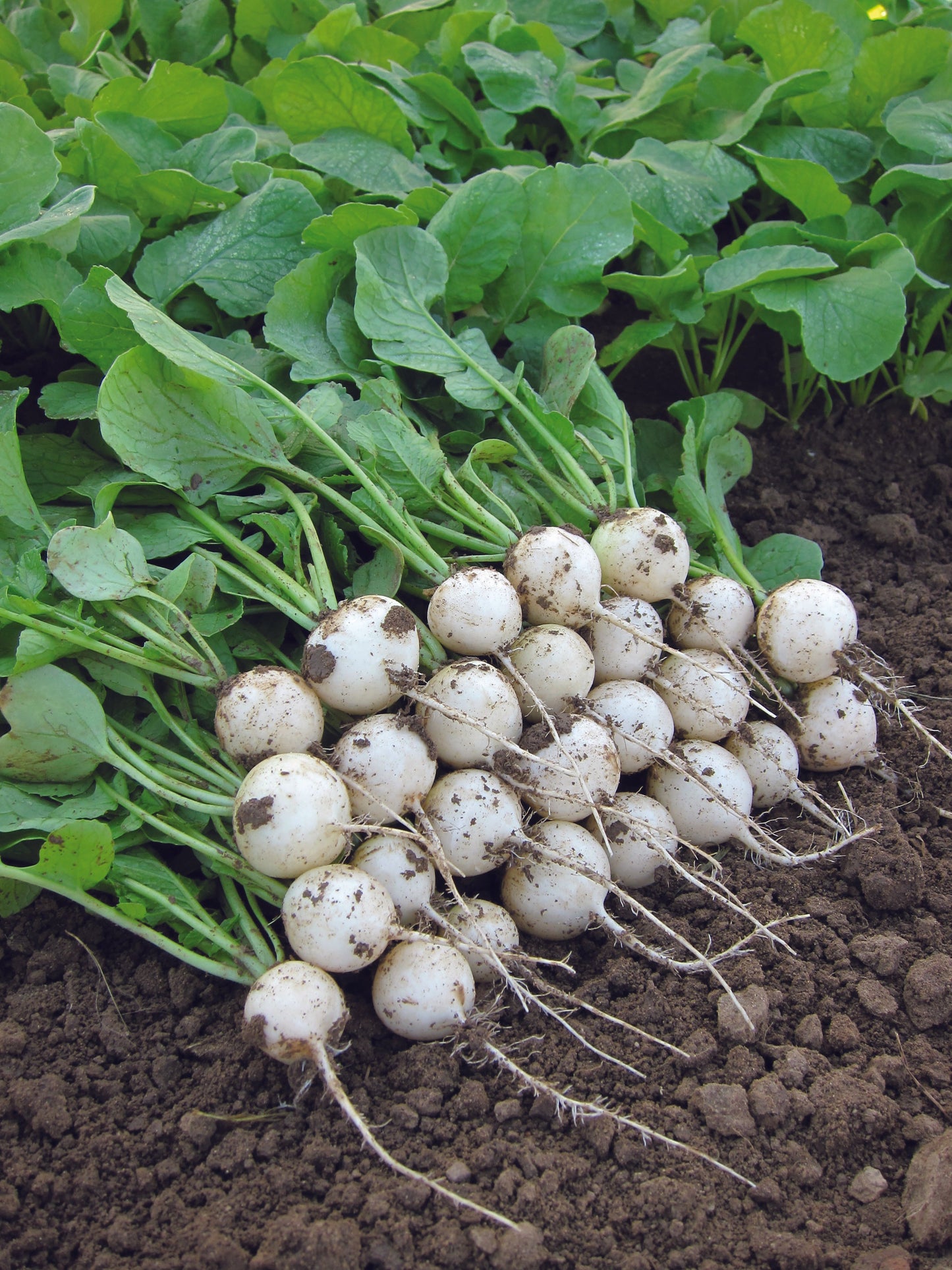 Pearl Organic White Radish – Classy Round Shape with Mild Flavor for Culinary Delights 0
