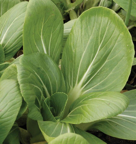 Penny Dwarf White Stemmed Pac Choi – Versatile Vegetable for Salads and Stir-Fries 0