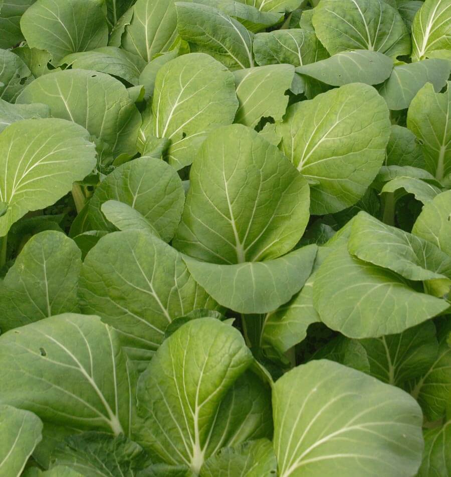 Penny Dwarf White Stemmed Pac Choi – Versatile Vegetable for Salads and Stir-Fries 1