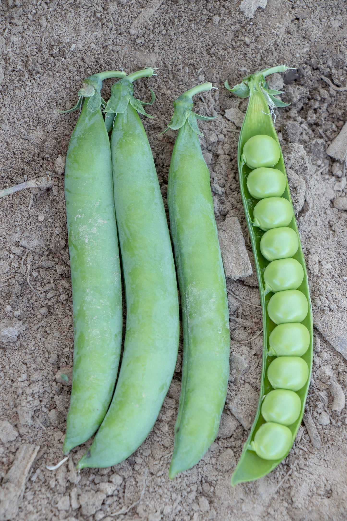 Penny Organic Shelling Peas – High Yielding Edible Tendrils for Delicious Harvests 0