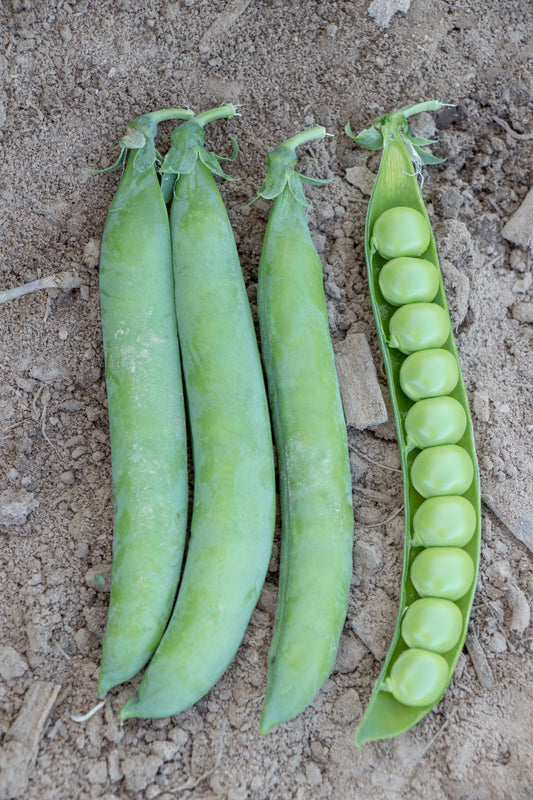 Penny Organic Shelling Peas – High Yielding Edible Tendrils for Delicious Harvests 0
