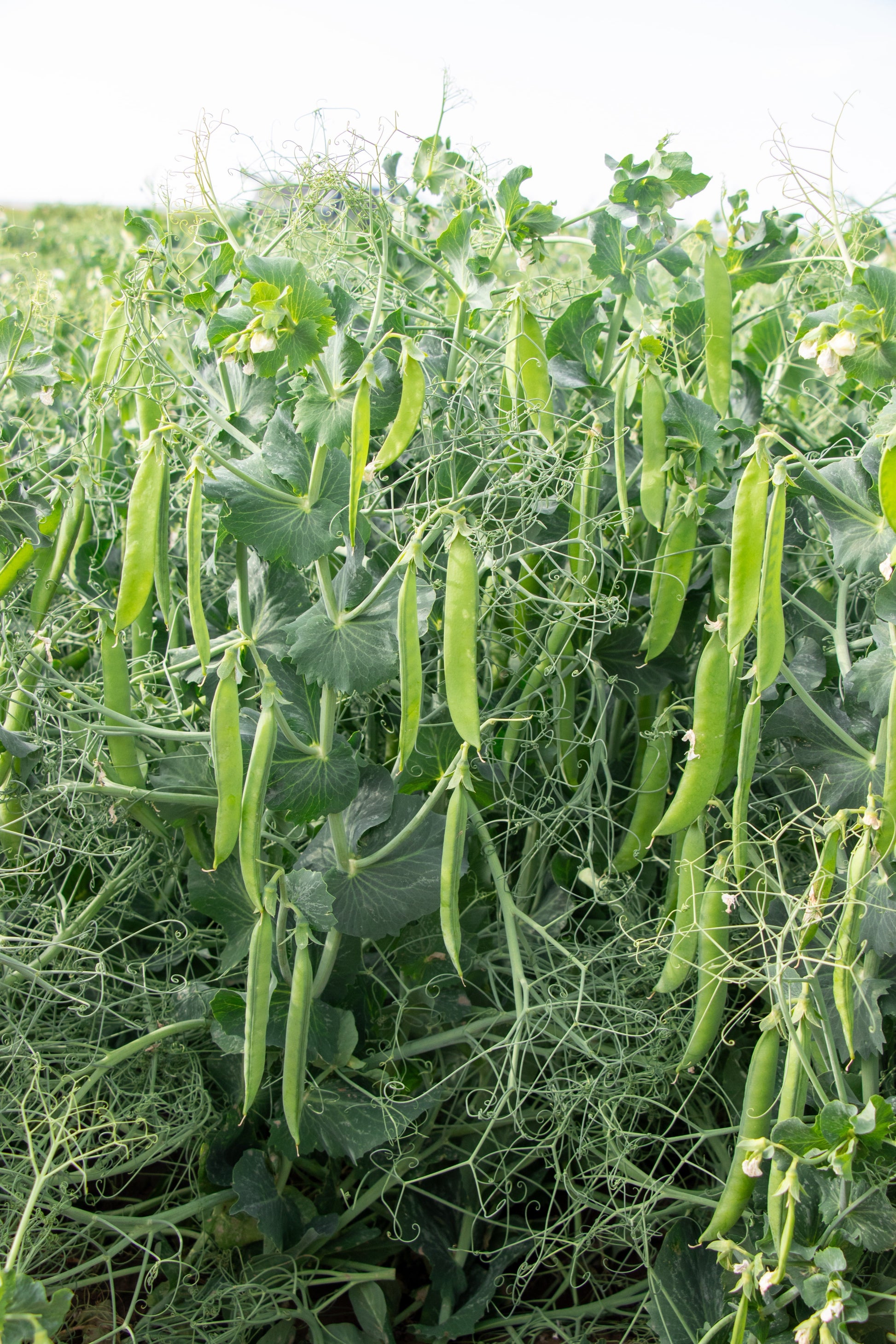 Penny Organic Shelling Peas – High Yielding Edible Tendrils for Delicious Harvests 1