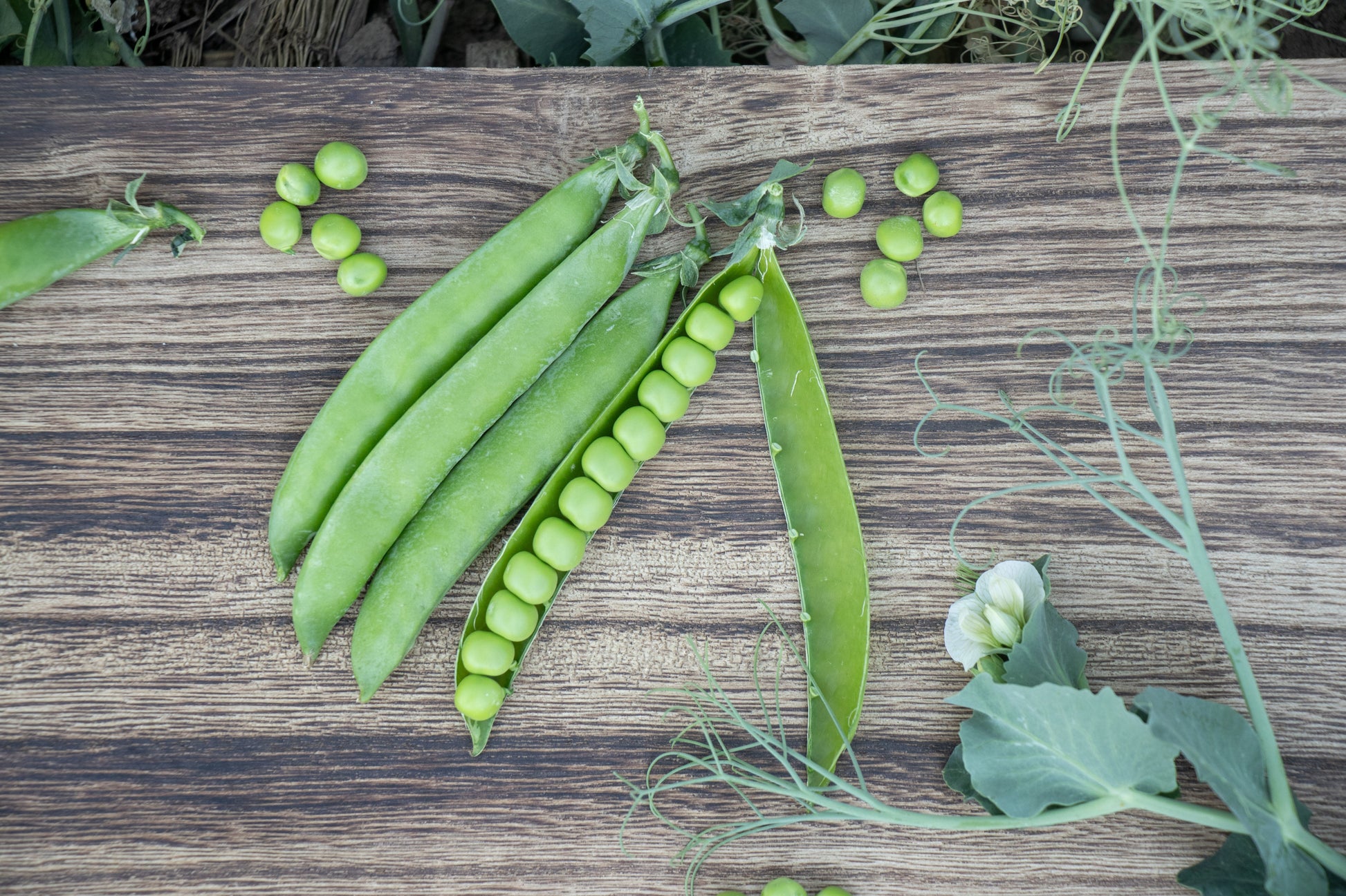 Penny Organic Shelling Peas – High Yielding Edible Tendrils for Delicious Harvests 3