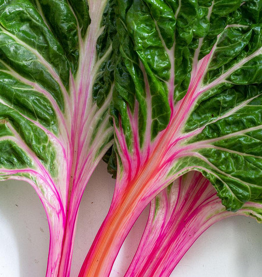 Peppermint Chard Vegetable Garden Seeds – Unique Colorful Variety for Year-Round Harvests 0