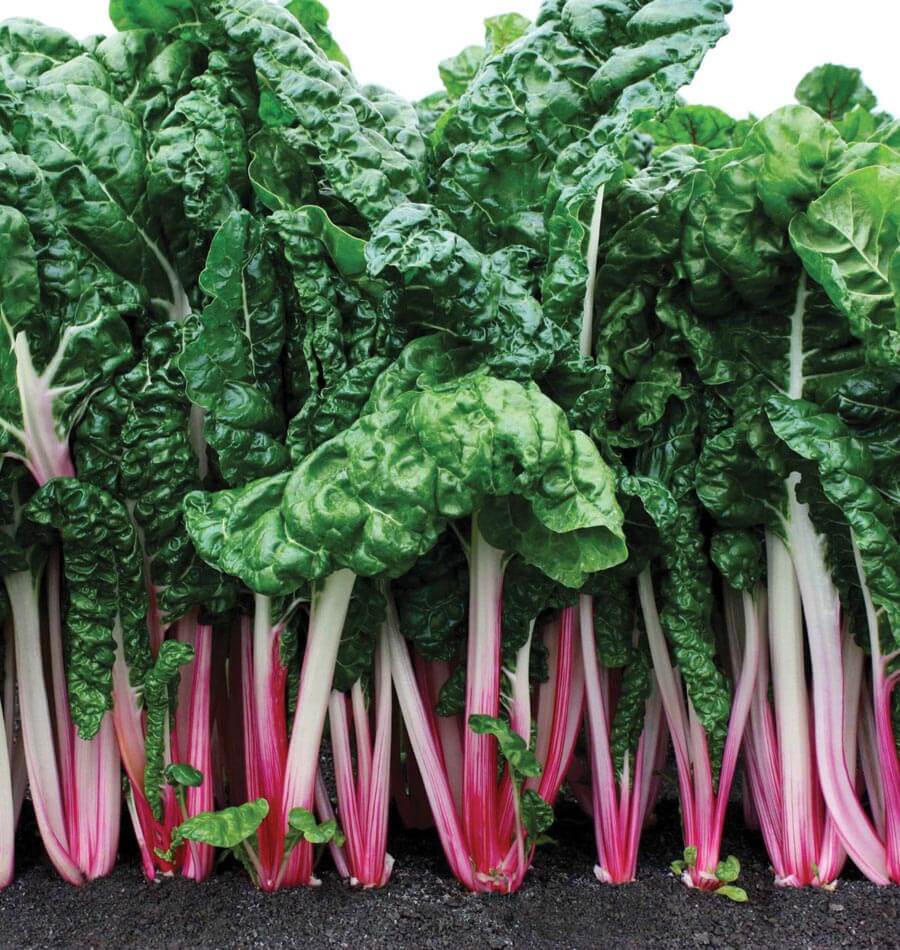 Peppermint Chard Vegetable Garden Seeds – Unique Colorful Variety for Year-Round Harvests 1