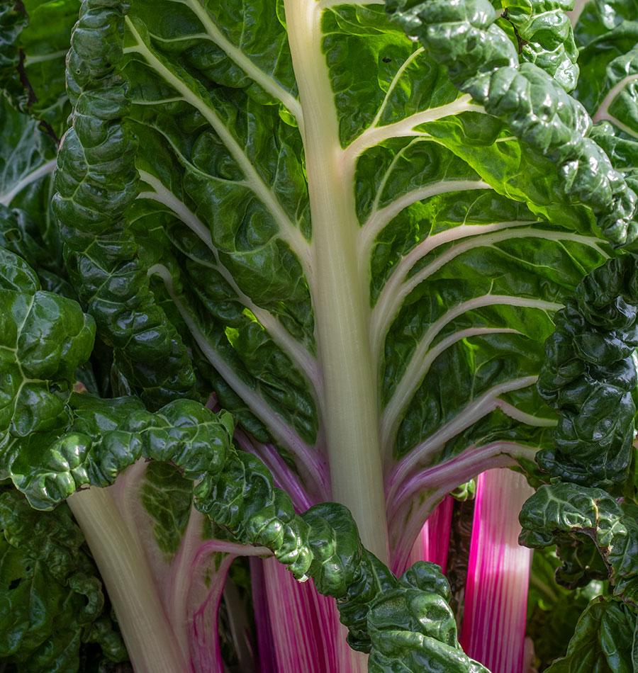 Peppermint Chard Vegetable Garden Seeds – Unique Colorful Variety for Year-Round Harvests 2