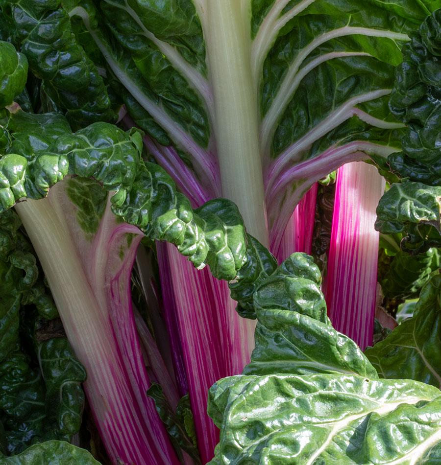 Peppermint Chard Vegetable Garden Seeds – Unique Colorful Variety for Year-Round Harvests 3
