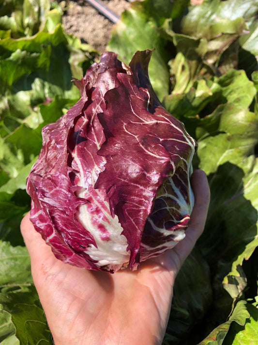 Perseus Vegetable Gardeners Beet – Early Maturing Chioggia Type with Unique Color and Flavor 0