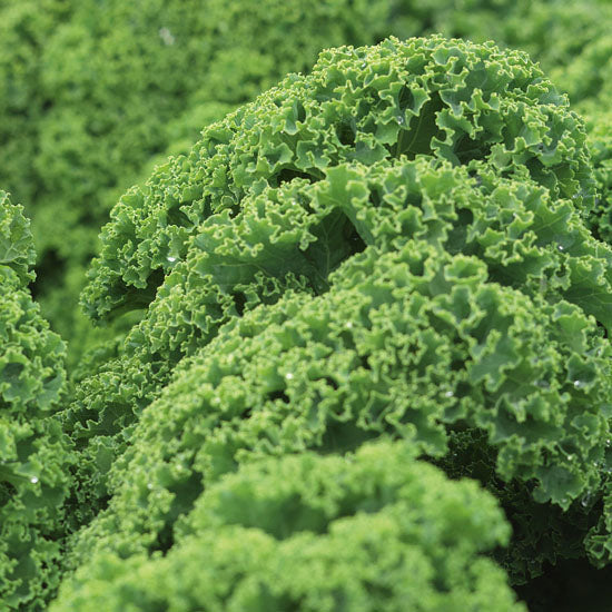 Pine Baby Leaf Curly Kale – Ideal For Container Gardening – Fast Growth With Sweet Flavor 0