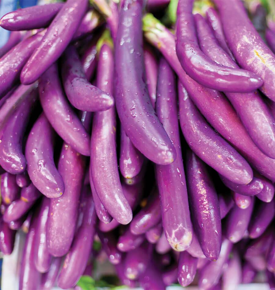Pine Eggplant Seeds – Ideal for Home Gardeners – High Yield, Disease Resistant Plants for Sweet and Tender Fruits 0