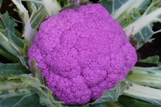 Pine Purple Moon Cauliflower – Fast-Growing Vegetable for Early Harvest 0