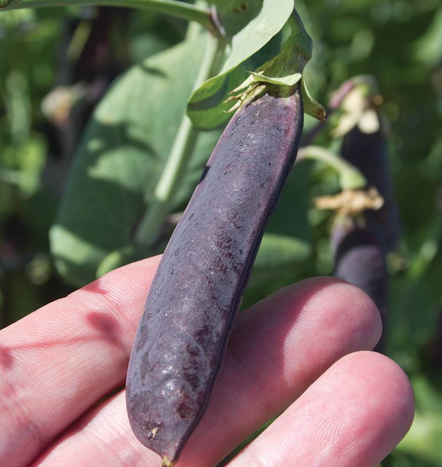 Pine Purple Organic Pea Seeds – Versatile Heirloom Variety for Fresh and Dried Use 0