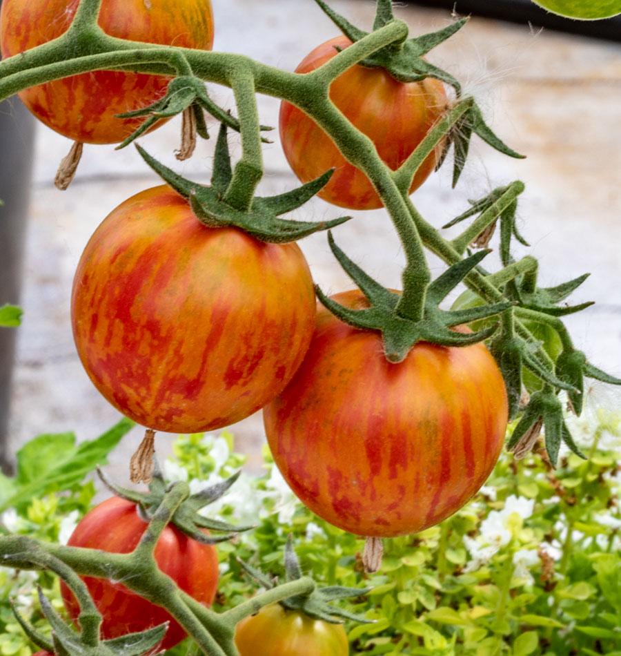 Pinky Organic Tomato Seeds for Gardeners – Vibrant Cherry Fruits with Sweet Flavor 1