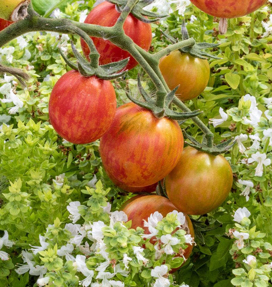 Pinky Organic Tomato Seeds for Gardeners – Vibrant Cherry Fruits with Sweet Flavor 2