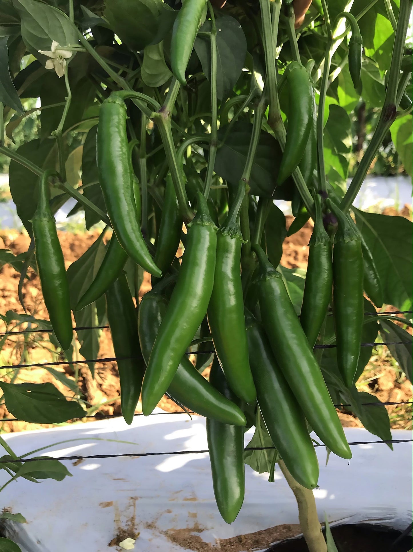 Pioneer Hot Pepper Seeds – High Yielding Easy-To-Grow Serrano Variety for Flavorful Meals 0