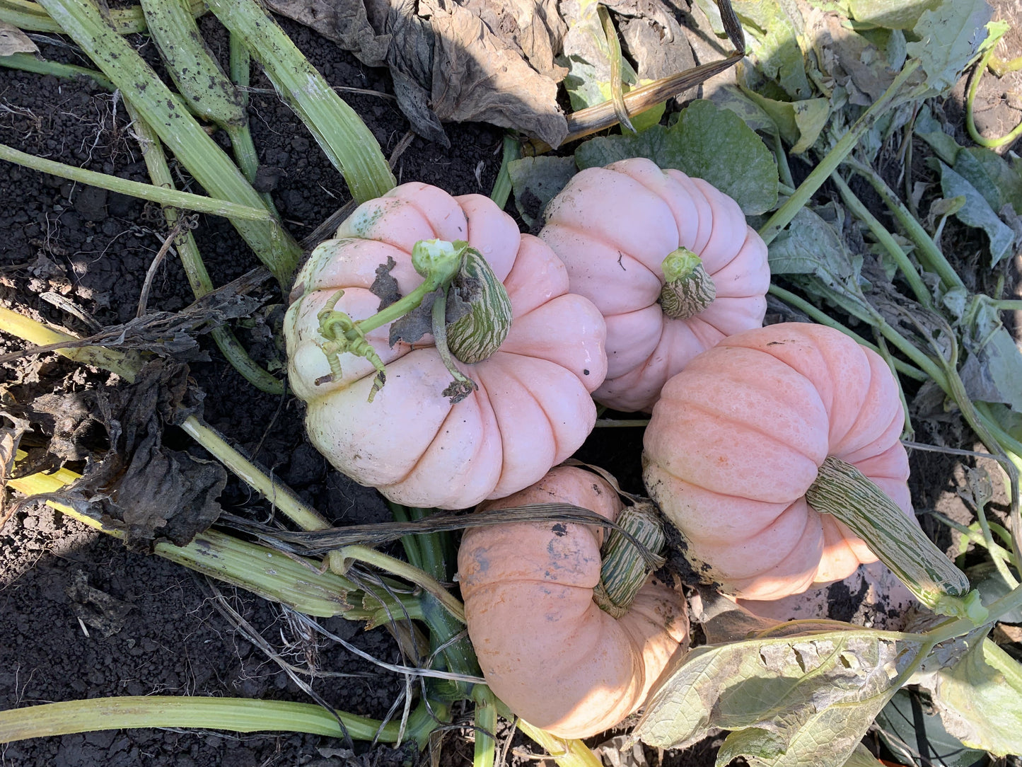 Poppy Garden Edible Pumpkin – Beautifully Ribbed Design for Stunning Stacked Displays 0
