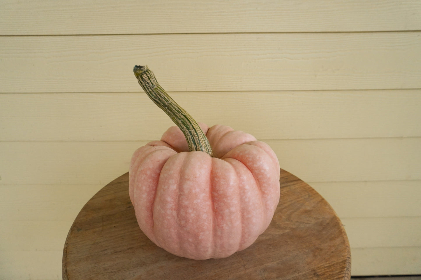 Poppy Garden Edible Pumpkin – Beautifully Ribbed Design for Stunning Stacked Displays 1