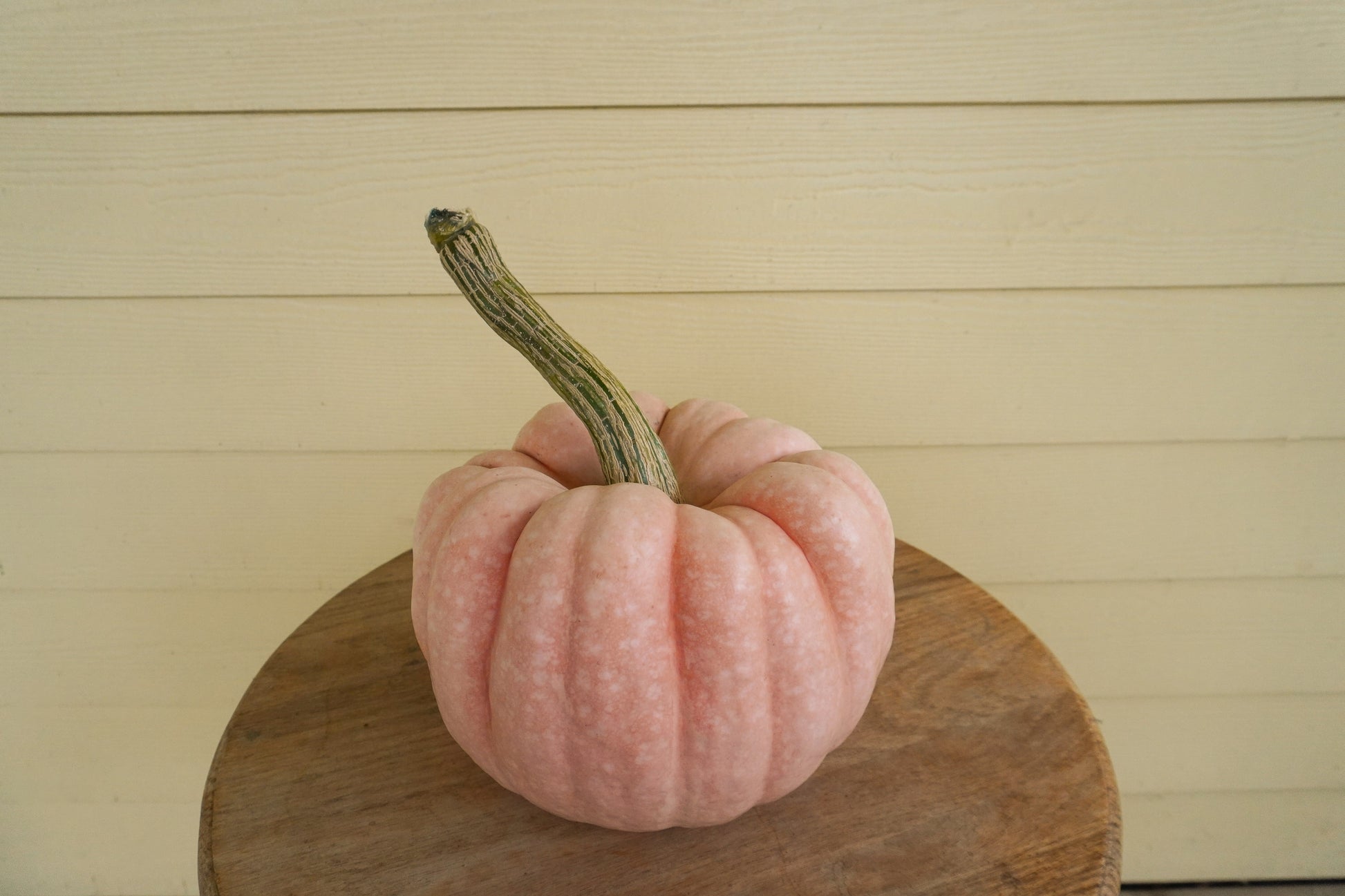 Poppy Garden Edible Pumpkin – Beautifully Ribbed Design for Stunning Stacked Displays 1