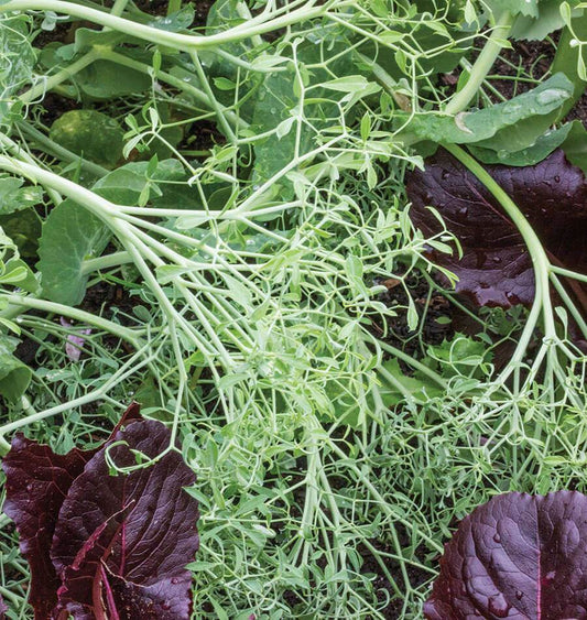 Poppy Unique Edible Plants – Quick-Growing Tendrils For Fresh Salads And Crunchy Sandwiches 0