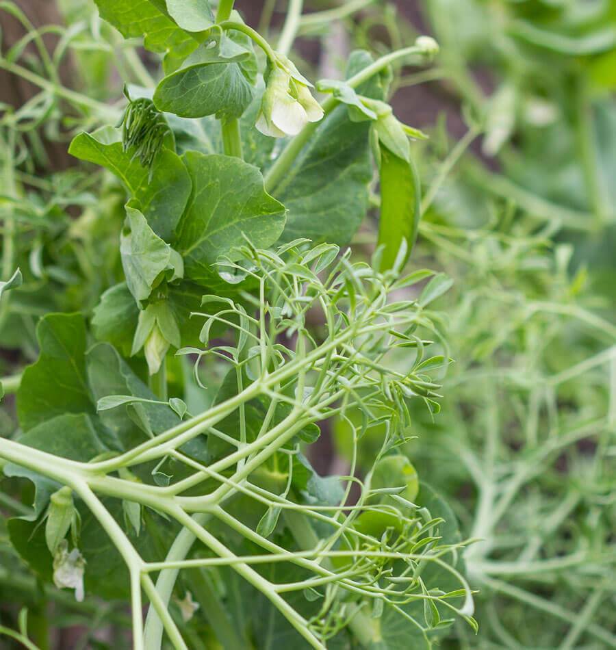 Poppy Unique Edible Plants – Quick-Growing Tendrils For Fresh Salads And Crunchy Sandwiches 1