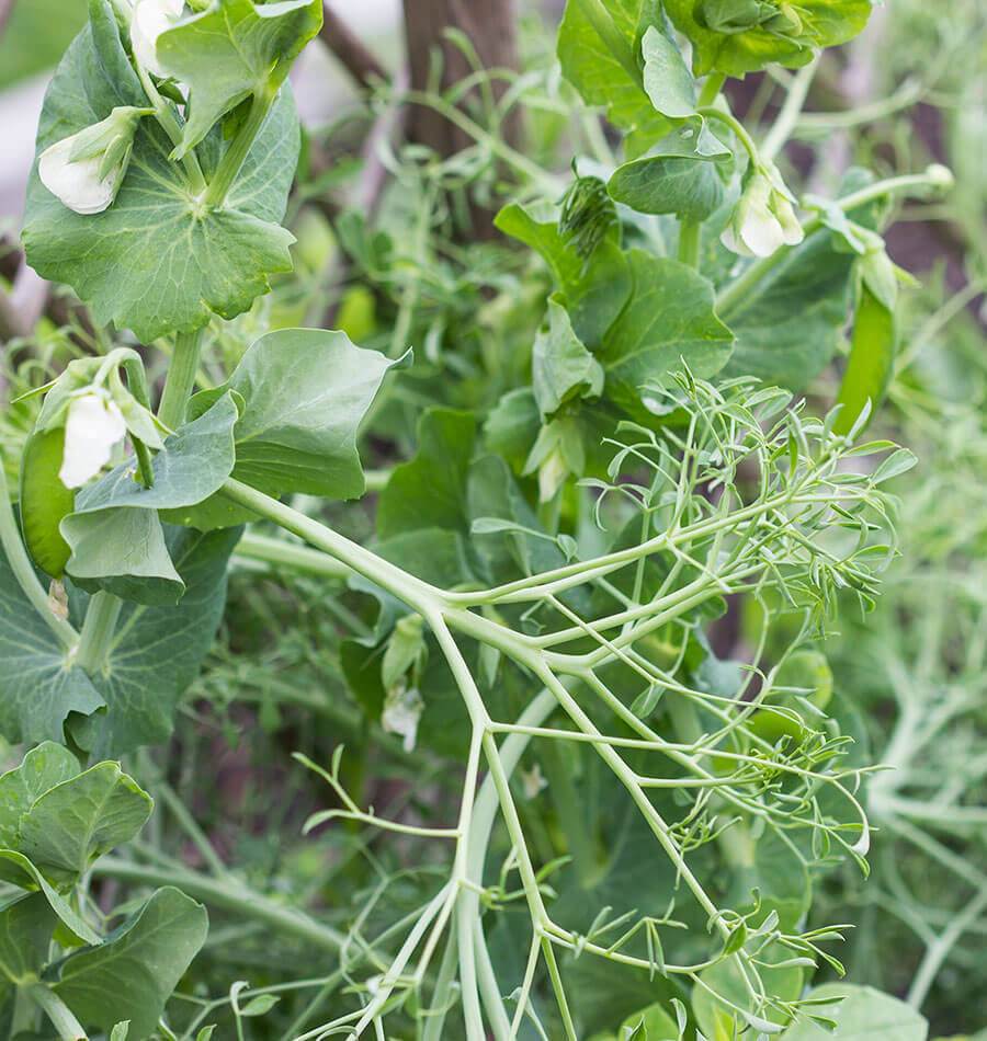 Poppy Unique Edible Plants – Quick-Growing Tendrils For Fresh Salads And Crunchy Sandwiches 2