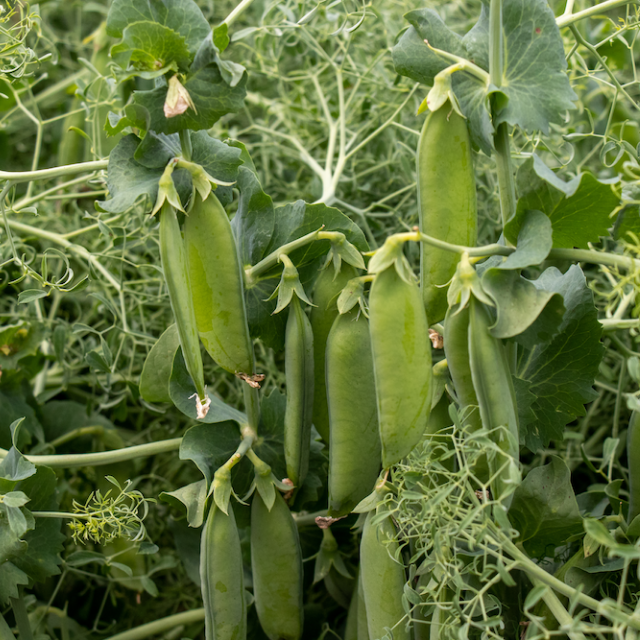 Poppy Unique Edible Plants – Quick-Growing Tendrils For Fresh Salads And Crunchy Sandwiches 3
