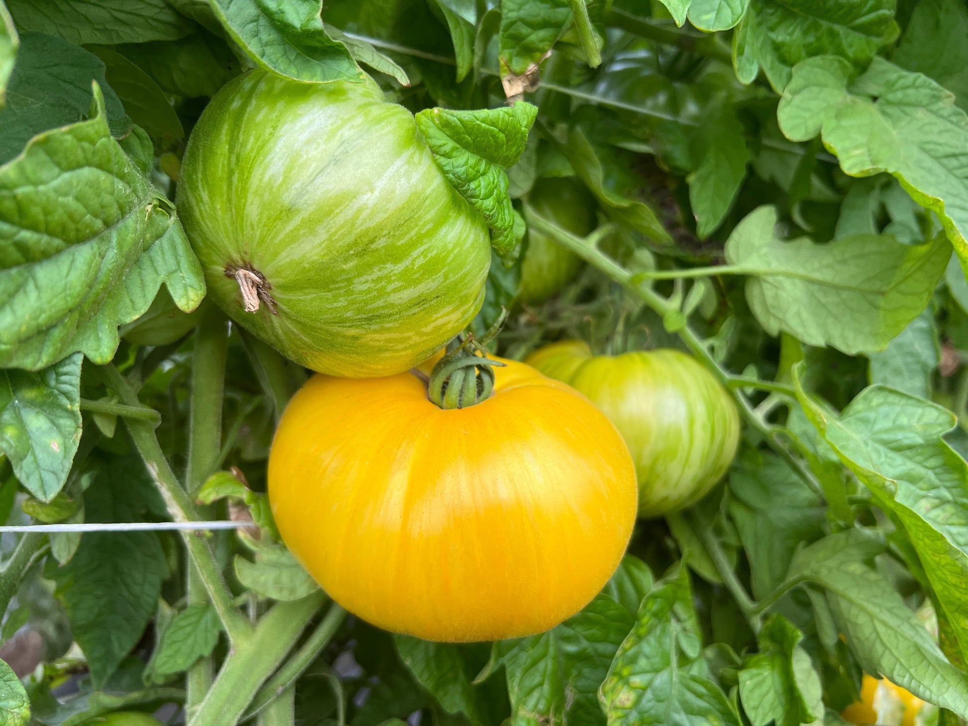 Porky Heirloom Tomato – Organic, Sweet Citrus Flavor for Gourmet Cooking and Fresh Salads 0