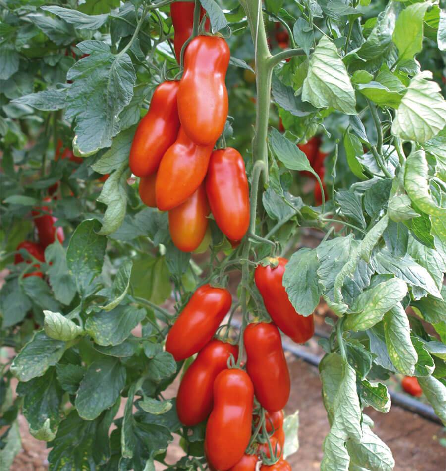 Pozzano Organic Tomato Seeds – High Yielding San Marzano Variety with Meaty Flavor for Cooking 0
