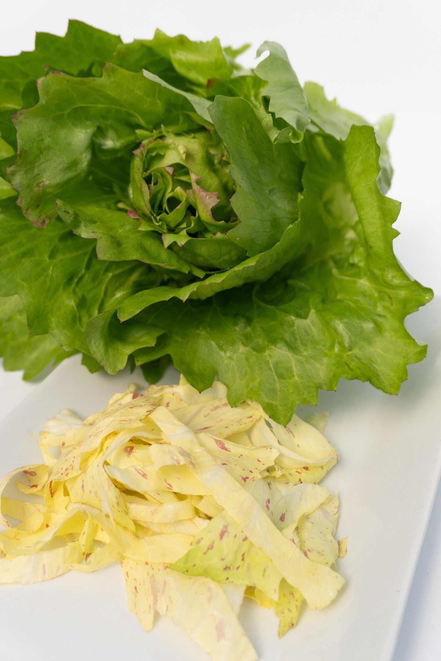 Precocissimo Early Green Lettuce – Compact Heads for Mild Flavor 0