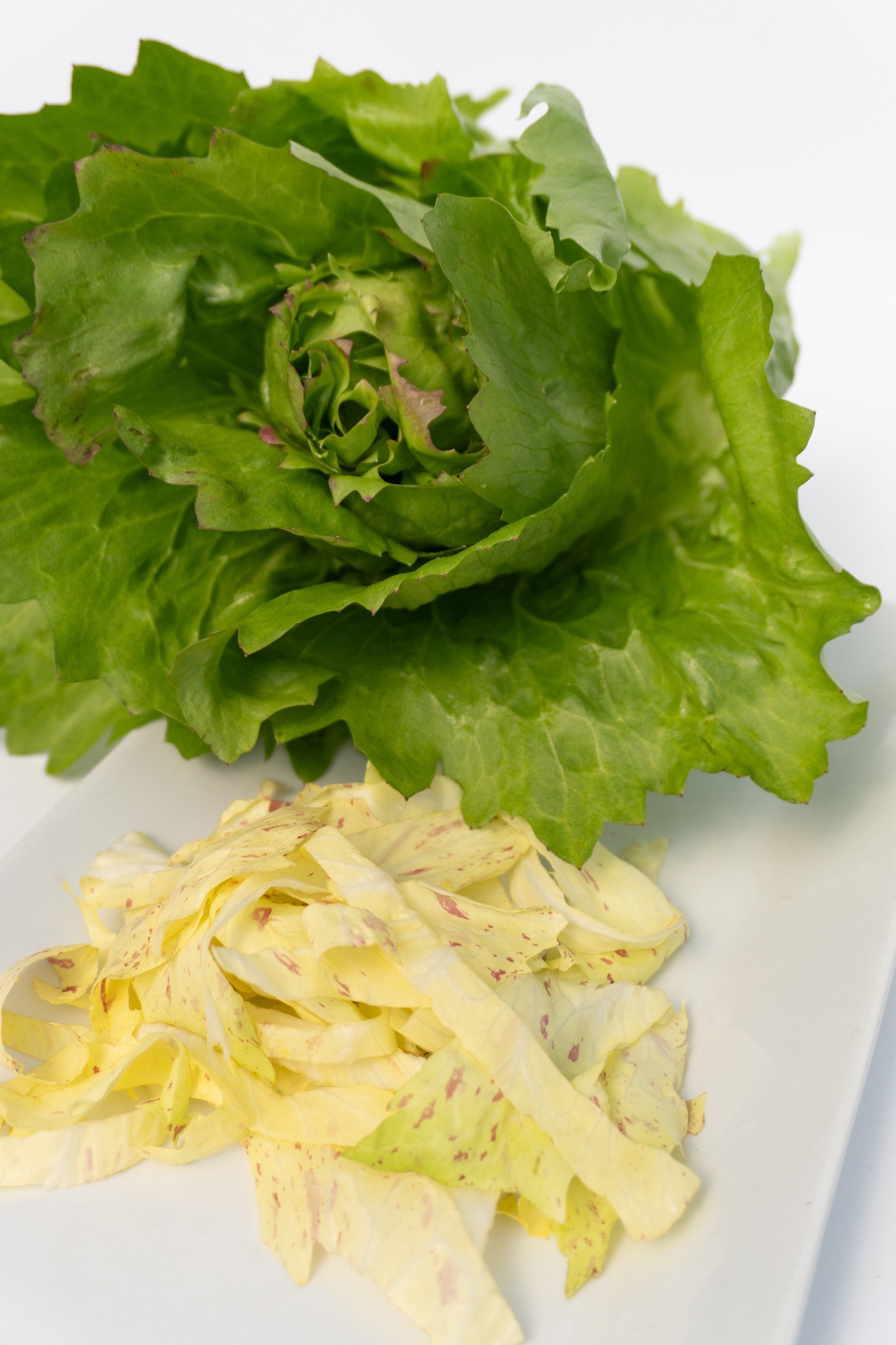 Precocissimo Early Green Lettuce – Compact Heads for Mild Flavor 0