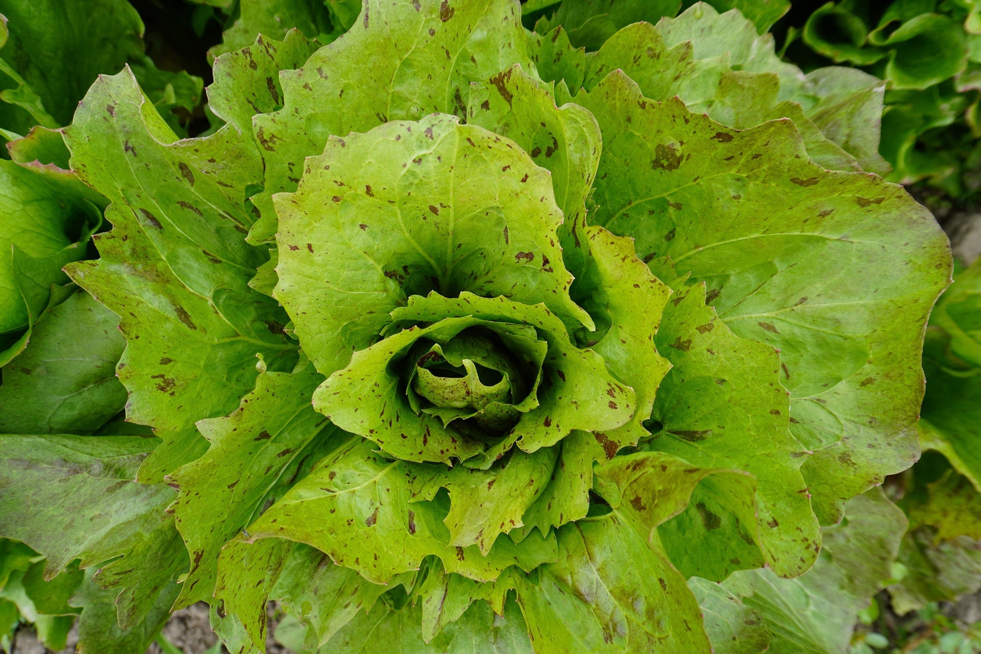 Precocissimo Early Green Lettuce – Compact Heads for Mild Flavor 1