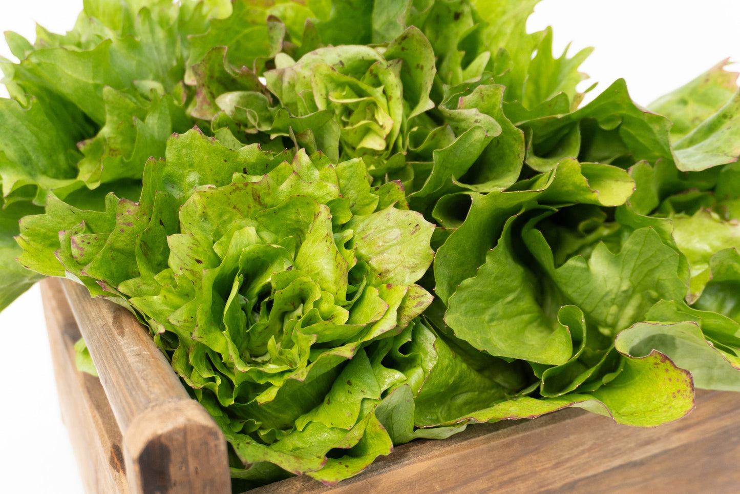Precocissimo Early Green Lettuce – Compact Heads for Mild Flavor 2