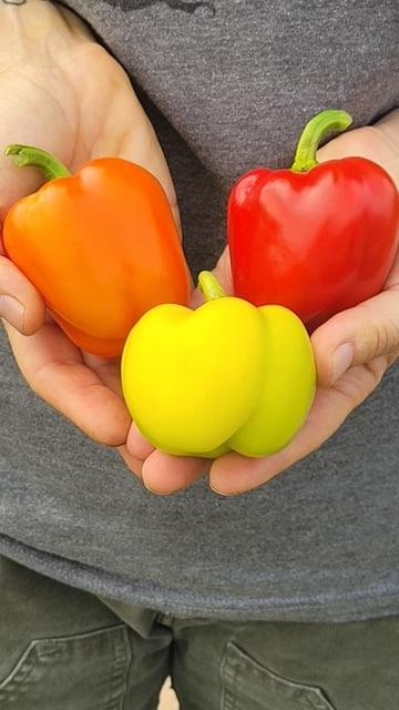 Prism Gardeners Mini Bell Peppers – Colorful High-Yielding Snack Size Variety for Home Gardens 0