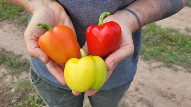 Prism Gardeners Mini Bell Peppers – Colorful High-Yielding Snack Size Variety for Home Gardens 1