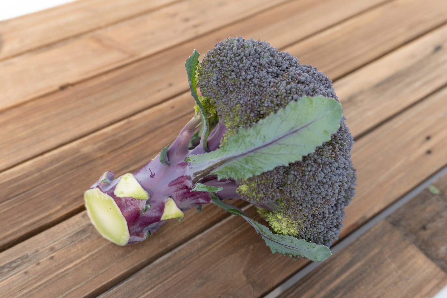 Purple Magic Broccoli Home Gardeners Vegetable – Stunning Appearance and Easy Growth 0